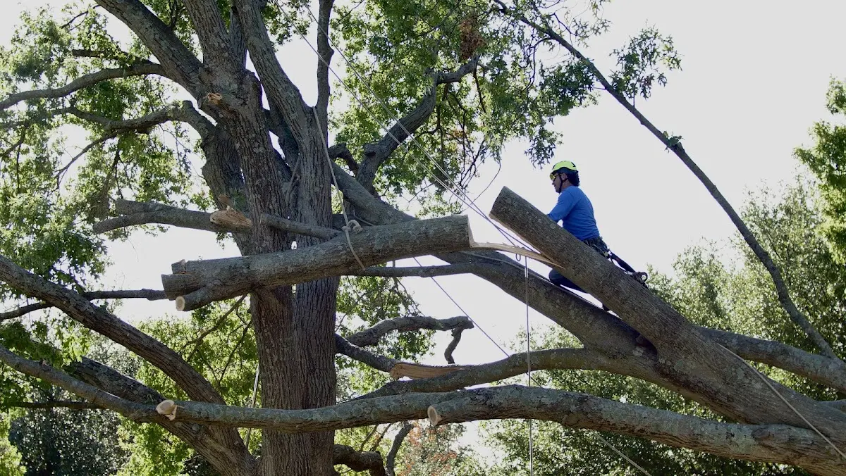 Professional Hazardous Tree Removal performed by certified arborists in Mountain Lake