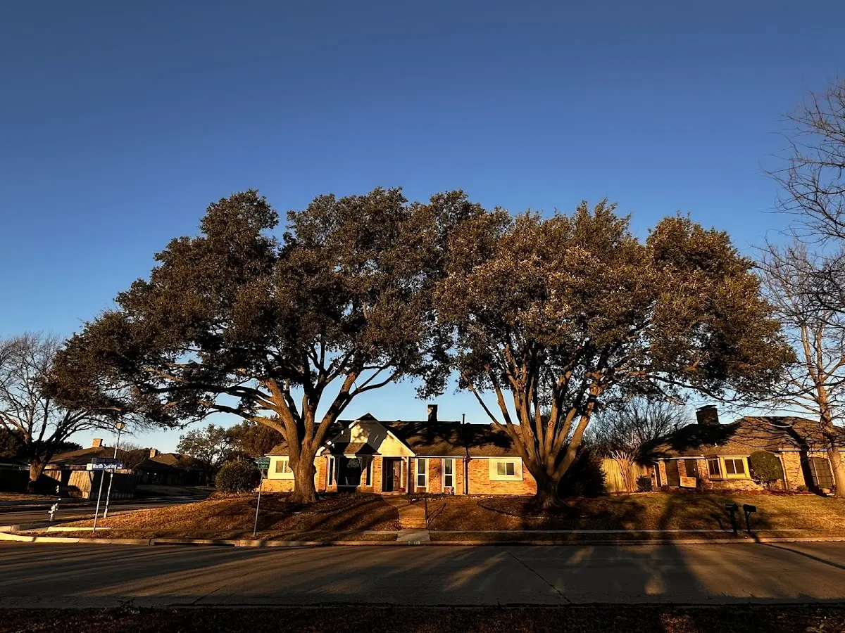 Established residential canopy tree shading a home in Mountain Lake